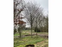Donkerrode beuk - afbeelding 3 van  4