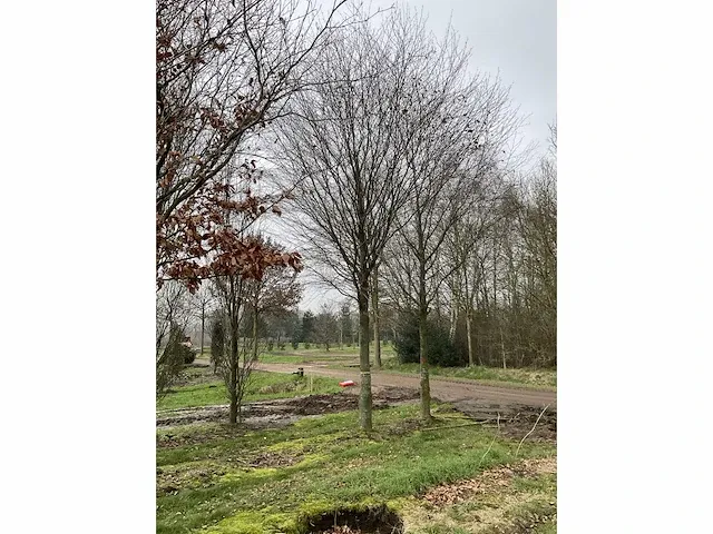 Donkerrode beuk - afbeelding 4 van  4
