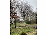 Donkerrode beuk - afbeelding 4 van  4