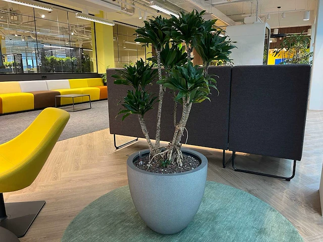 Dracaena fragrans met grijze pot h130 - afbeelding 1 van  7