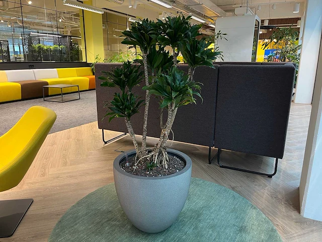 Dracaena fragrans met grijze pot h130 - afbeelding 2 van  7