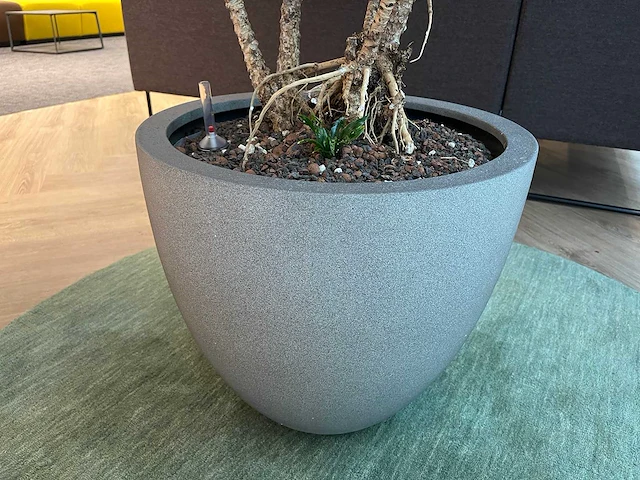 Dracaena fragrans met grijze pot h130 - afbeelding 3 van  7