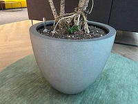Dracaena fragrans met grijze pot h130 - afbeelding 3 van  7