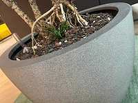Dracaena fragrans met grijze pot h130 - afbeelding 4 van  7