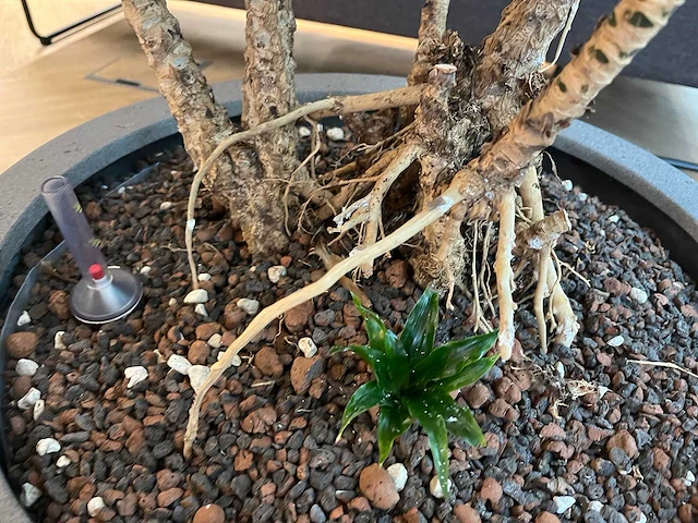 Dracaena fragrans met grijze pot h130 - afbeelding 5 van  7