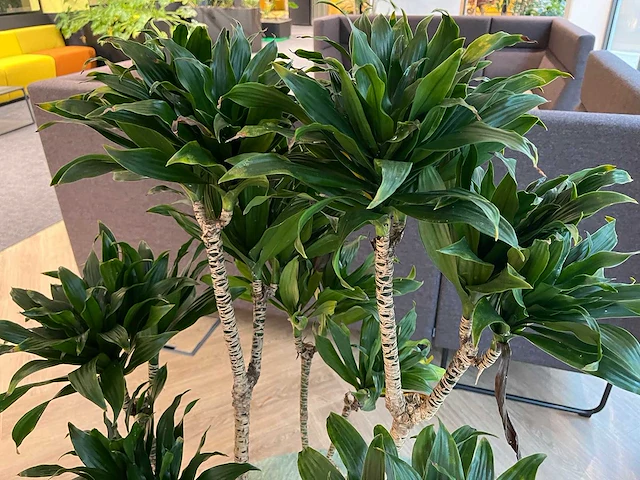 Dracaena fragrans met grijze pot h130 - afbeelding 6 van  7