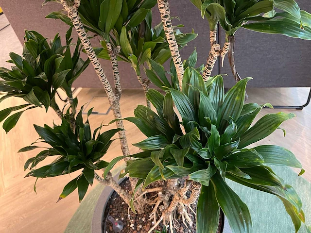 Dracaena fragrans met grijze pot h130 - afbeelding 7 van  7