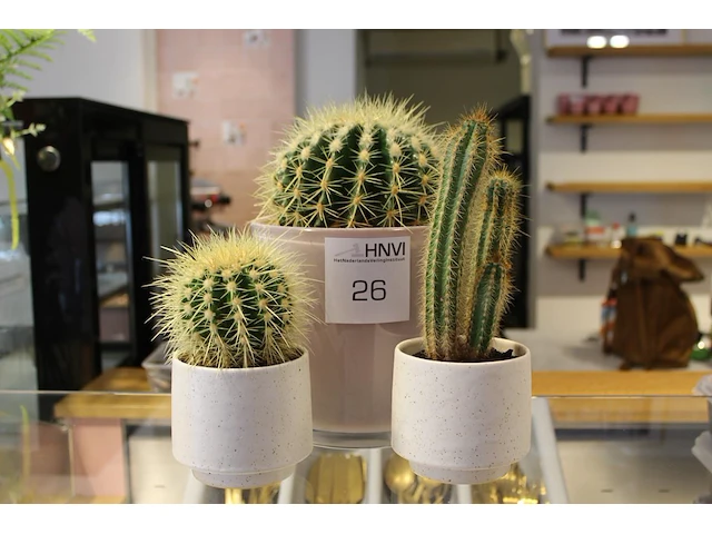 Drie cactussen in pot. - afbeelding 1 van  2