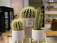 Drie cactussen in pot. - afbeelding 1 van  2