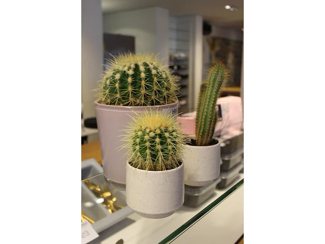 Drie cactussen in pot. - afbeelding 2 van  2