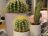 Drie cactussen in pot. - afbeelding 2 van  2