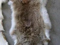 Drie diverse dierenhuiden - afbeelding 2 van  4