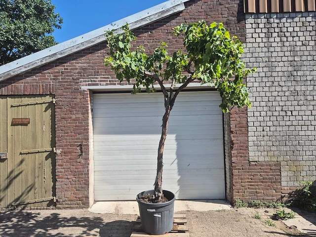 Druivenboom - vitis vinifera media - vrucht- / fruitboom - hoogte ca. 250 cm - afbeelding 1 van  5