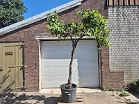 Druivenboom - vitis vinifera media - vrucht- / fruitboom - hoogte ca. 250 cm - afbeelding 1 van  5