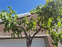 Druivenboom - vitis vinifera media - vrucht- / fruitboom - hoogte ca. 250 cm - afbeelding 2 van  5