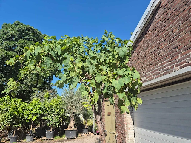 Druivenboom - vitis vinifera media - vrucht- / fruitboom - hoogte ca. 250 cm - afbeelding 3 van  5