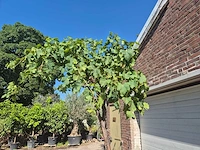 Druivenboom - vitis vinifera media - vrucht- / fruitboom - hoogte ca. 250 cm - afbeelding 3 van  5