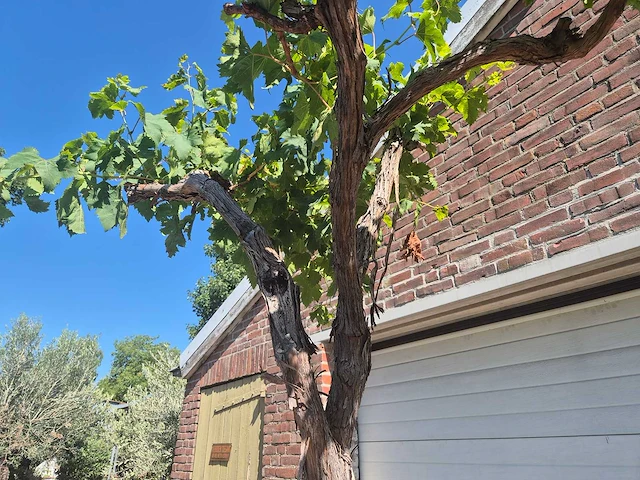 Druivenboom - vitis vinifera media - vrucht- / fruitboom - hoogte ca. 250 cm - afbeelding 4 van  5