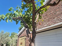 Druivenboom - vitis vinifera media - vrucht- / fruitboom - hoogte ca. 250 cm - afbeelding 4 van  5