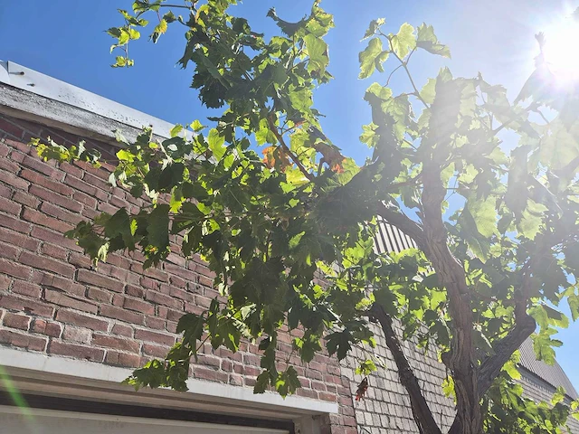 Druivenboom - vitis vinifera media - vrucht- / fruitboom - hoogte ca. 250 cm - afbeelding 5 van  5
