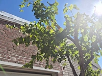 Druivenboom - vitis vinifera media - vrucht- / fruitboom - hoogte ca. 250 cm - afbeelding 5 van  5