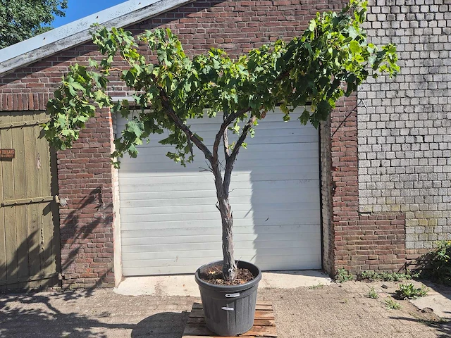 Druivenboom - vitis vinifera media - vrucht- / fruitboom - hoogte ca. 250 cm - afbeelding 1 van  6