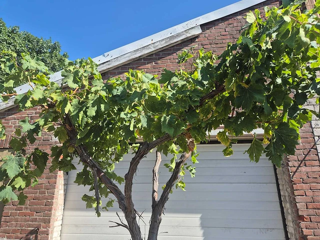 Druivenboom - vitis vinifera media - vrucht- / fruitboom - hoogte ca. 250 cm - afbeelding 2 van  6