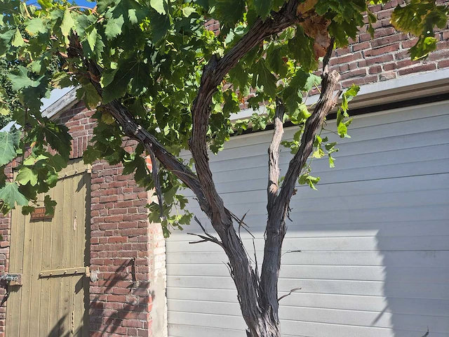 Druivenboom - vitis vinifera media - vrucht- / fruitboom - hoogte ca. 250 cm - afbeelding 3 van  6
