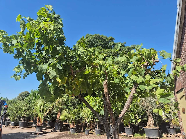 Druivenboom - vitis vinifera media - vrucht- / fruitboom - hoogte ca. 250 cm - afbeelding 4 van  6
