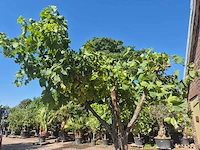 Druivenboom - vitis vinifera media - vrucht- / fruitboom - hoogte ca. 250 cm - afbeelding 4 van  6