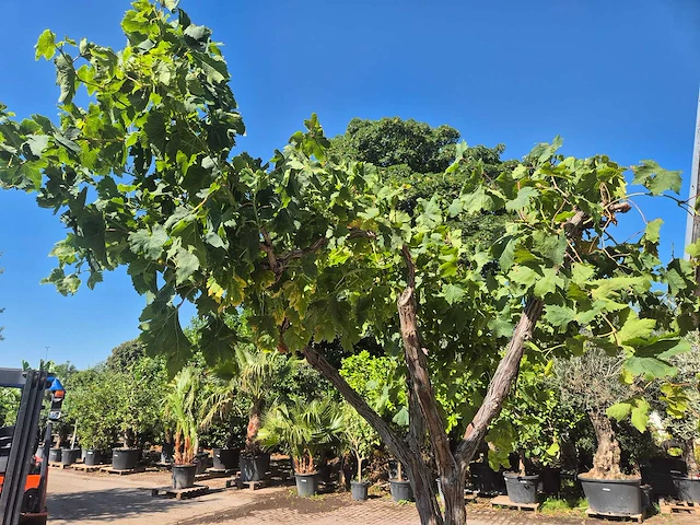 Druivenboom - vitis vinifera media - vrucht- / fruitboom - hoogte ca. 250 cm - afbeelding 5 van  6