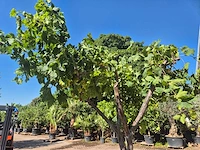 Druivenboom - vitis vinifera media - vrucht- / fruitboom - hoogte ca. 250 cm - afbeelding 5 van  6
