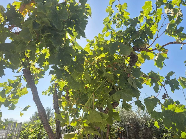Druivenboom - vitis vinifera media - vrucht- / fruitboom - hoogte ca. 250 cm - afbeelding 6 van  6