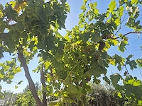 Druivenboom - vitis vinifera media - vrucht- / fruitboom - hoogte ca. 250 cm - afbeelding 6 van  6