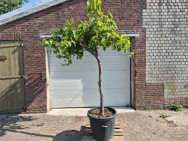 Druivenboom - vitis vinifera media - vrucht- / fruitboom - hoogte ca. 250 cm - afbeelding 1 van  5