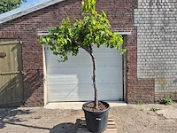 Druivenboom - vitis vinifera media - vrucht- / fruitboom - hoogte ca. 250 cm - afbeelding 1 van  5