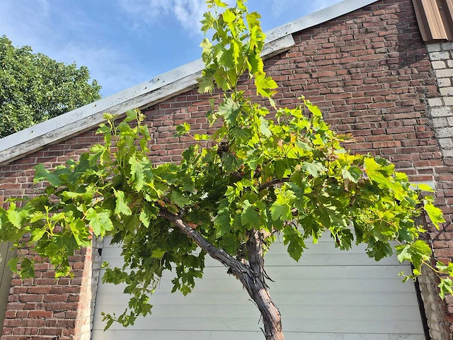 Druivenboom - vitis vinifera media - vrucht- / fruitboom - hoogte ca. 250 cm - afbeelding 2 van  5