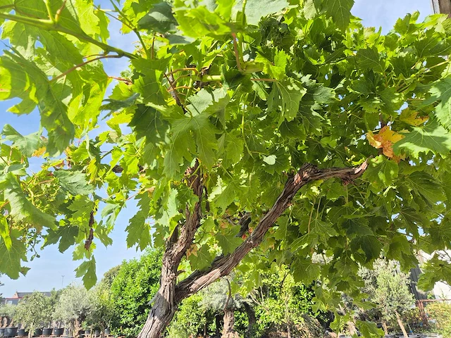 Druivenboom - vitis vinifera media - vrucht- / fruitboom - hoogte ca. 250 cm - afbeelding 3 van  5