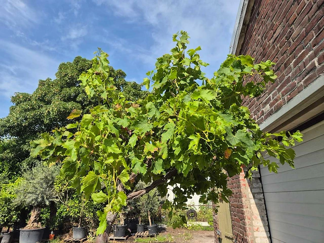 Druivenboom - vitis vinifera media - vrucht- / fruitboom - hoogte ca. 250 cm - afbeelding 4 van  5