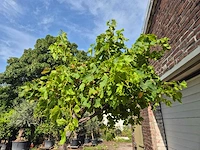 Druivenboom - vitis vinifera media - vrucht- / fruitboom - hoogte ca. 250 cm - afbeelding 4 van  5