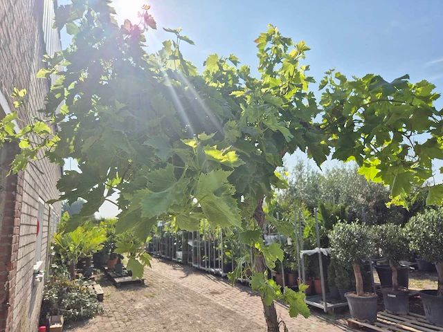 Druivenboom - vitis vinifera media - vrucht- / fruitboom - hoogte ca. 250 cm - afbeelding 5 van  5