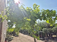 Druivenboom - vitis vinifera media - vrucht- / fruitboom - hoogte ca. 250 cm - afbeelding 5 van  5