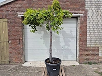 Druivenboom - vitis vinifera media - vrucht- / fruitboom - hoogte ca. 250 cm - afbeelding 1 van  4