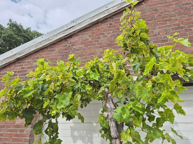 Druivenboom - vitis vinifera media - vrucht- / fruitboom - hoogte ca. 250 cm - afbeelding 2 van  4
