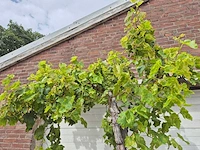 Druivenboom - vitis vinifera media - vrucht- / fruitboom - hoogte ca. 250 cm - afbeelding 2 van  4