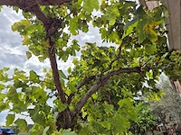 Druivenboom - vitis vinifera media - vrucht- / fruitboom - hoogte ca. 250 cm - afbeelding 3 van  4
