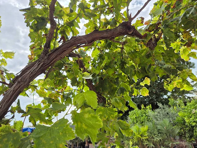 Druivenboom - vitis vinifera media - vrucht- / fruitboom - hoogte ca. 250 cm - afbeelding 4 van  4