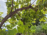 Druivenboom - vitis vinifera media - vrucht- / fruitboom - hoogte ca. 250 cm - afbeelding 4 van  4