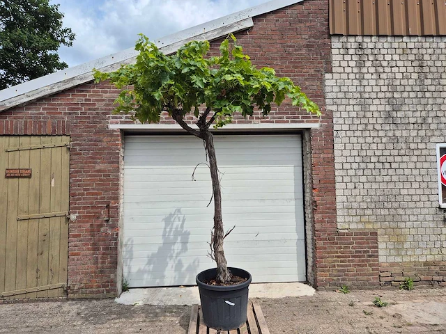 Druivenboom - vitis vinifera media - vrucht- / fruitboom - hoogte ca. 300 cm - afbeelding 1 van  6