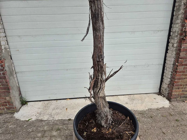 Druivenboom - vitis vinifera media - vrucht- / fruitboom - hoogte ca. 300 cm - afbeelding 2 van  6